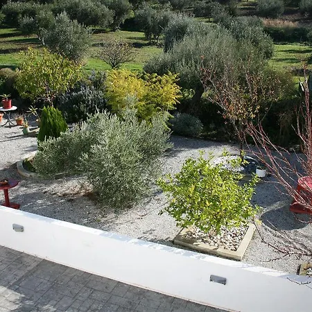 Vila The Olive Branch *